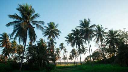 Fototapeta na wymiar coconut tree farm in India