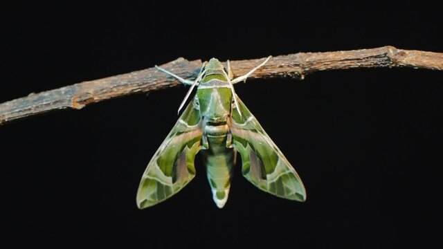 Vdo. view at night of a new born Oleander Hawk-Moth (Daphnis nerii) perching on dry branch with black background.
