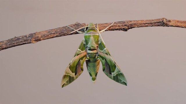 Vdo. view of a new born Oleander Hawk-Moth (Daphnis nerii) perching on dry branch with white background.