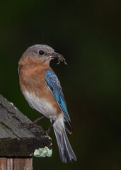 Female Eastern Bluebird with a frog meal for her babies