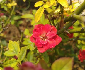 Obraz premium Red Rose Button Flower