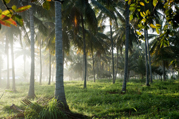 Fototapeta premium coconut tree farm in India