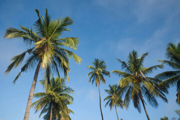 Obraz na płótnie Canvas coconut tree farm in India