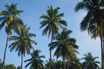 Fototapeta na wymiar coconut tree farm in India