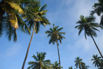 Obraz na płótnie Canvas coconut tree farm in India