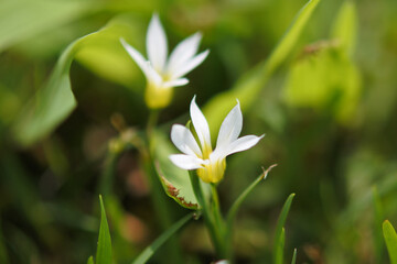 White tiny flowers are flowering in the green field.
