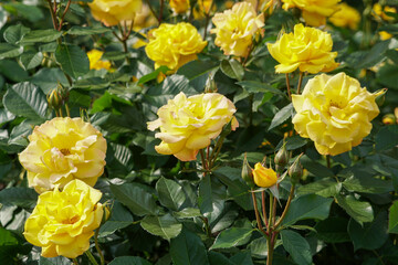 Obraz na płótnie Canvas 黄色のバラの花