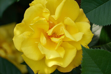 黄色のバラの花