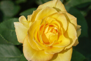 黄色のバラの花