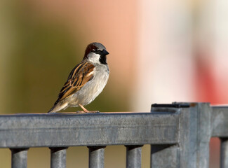 Huismus, House Sparrow, Passer domesticus