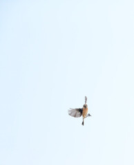 Siberian Stonechat, Saxicola maurus