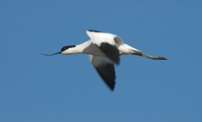 Pied Avocet, Kluut, Recurvirostra avosetta