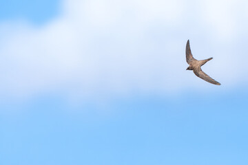 Alpine Swift, Apus melba