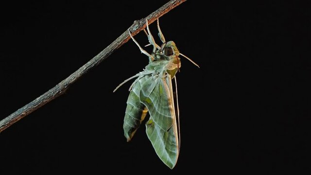 Vdo. view side of a new born Oleander Hawk-Moth (Daphnis nerii) perching on dry branch with black background.
