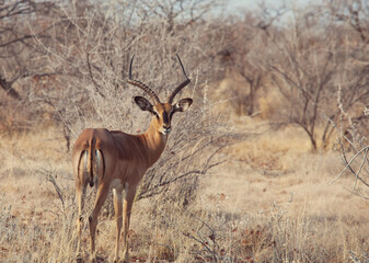Impala