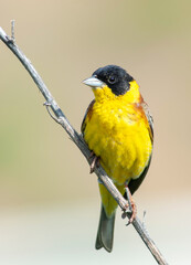 Black-headed Bunting, Emberiza melanocephala