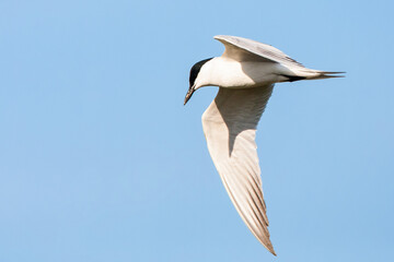 Gull-billed Tern, Gelochelidon nilotica