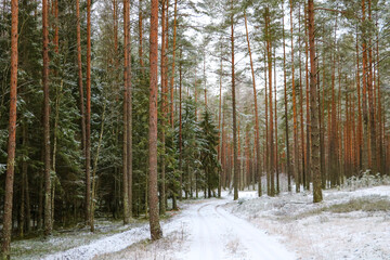 View of a winter pine forest with a white road.