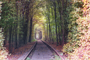 Trees tunnel