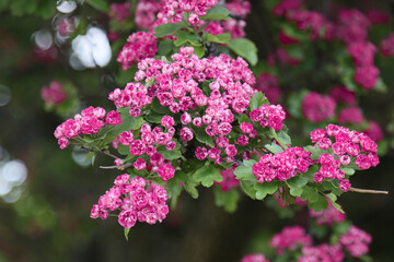 Blooming hawthorn tree.