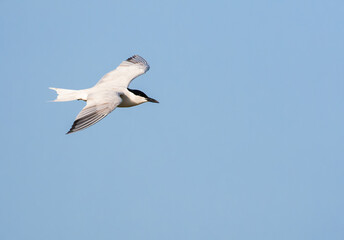 Gull-billed Tern, Gelochelidon nilotica