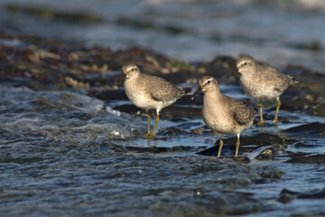Kanoet, Red Knot, Calidris canutus