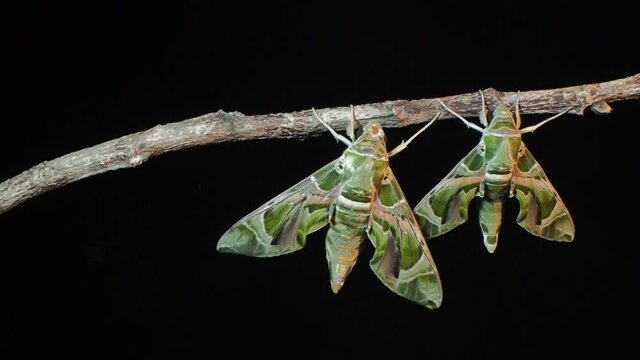 Vdo. view panning of two new born Oleander Hawk-Moth (Daphnis nerii) perching on dry branch with black background.