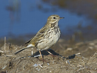 Meadow Pipit, Graspieper, Anthus pratensis