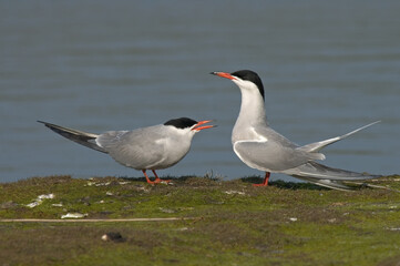Common Tern, Visdief, Sterna hirundo