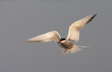 Common Tern, Visdief, Sterna hirundo