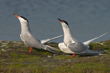 Common Tern, Visdief, Sterna hirundo