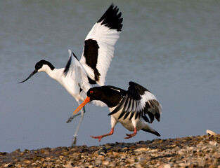 Scholekster en Kluut, Eurasian Oystercatcher and Pied Avocet, Haematopus ostralegus and Recurvirostra avosetta