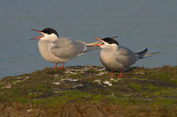 Common Tern, Visdief, Sterna hirundo