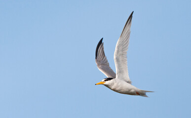 Dwergstern, Little Tern, Sternula albifrons