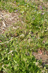 植物・ナズナ　アブラナ科