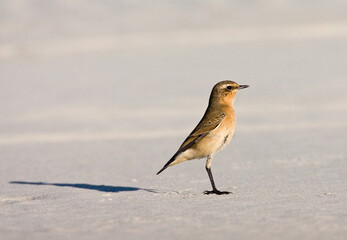 Tapuit, Northern Wheatear, Oenanthe oenanthe