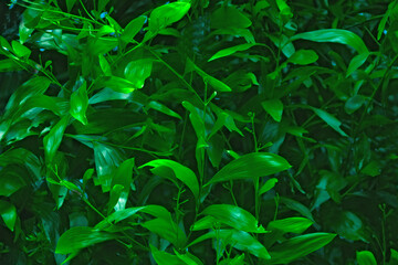 Fototapeta na wymiar Nature leaf decoration texture background.