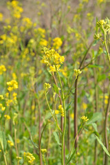 植物・セイヨウカラシナ　アブラナ科