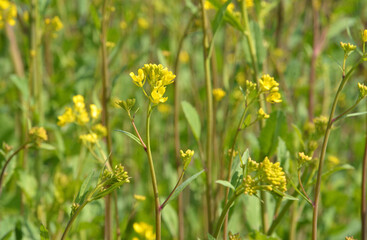植物・セイヨウカラシナ　アブラナ科