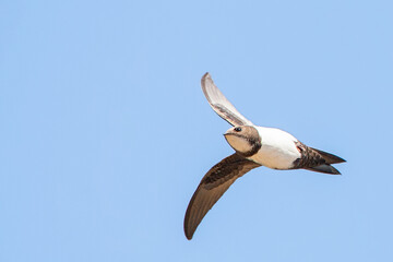 Alpengierzwaluw , Alpine Swift, Apus melba