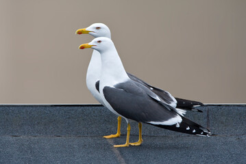 Kleine Mantelmeeuw, Lesser black-backed Gull, Larus fuscus