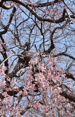 圓蔵院・境内のシダレヒガンザクラ