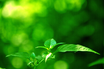 Fototapeta na wymiar Green bokeh blurry abstract with green leaf background.