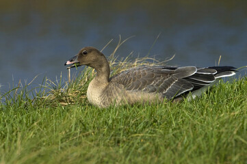 Pink-footed Goose, Kleine Rietgans, Anser brachyrhynchus