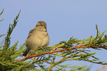House Sparrow, Huismus, Passer domesticus