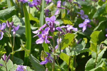 植物・ショカッサイ アブラナ科