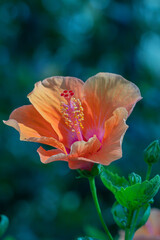 Fototapeta premium Selective focus Hibiscus flower bloom in the garden. 