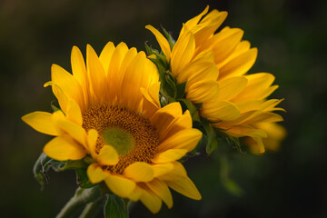 Sunflowers in the garden close up on dark green background