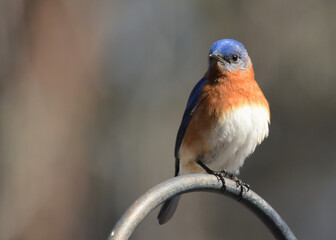 Male Eastern Bluebird on Perch hook