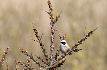 Buidelmees, Eurasian Penduline Tit, Remiz pendulines